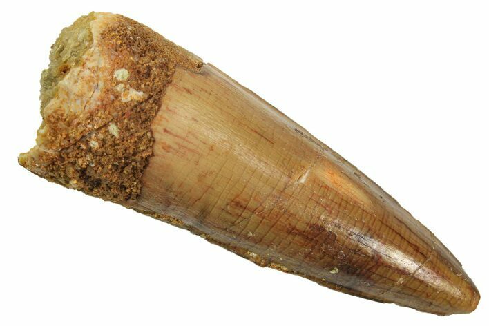 Fossil Spinosaurus Tooth - Real Dinosaur Tooth #299110